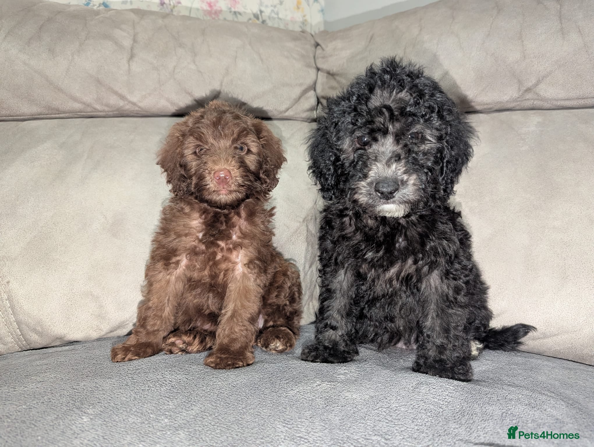 Cockapoo dogs 🐶 2 Cockerpoos– Ready to Leave Friday🐶 - Advert 2
