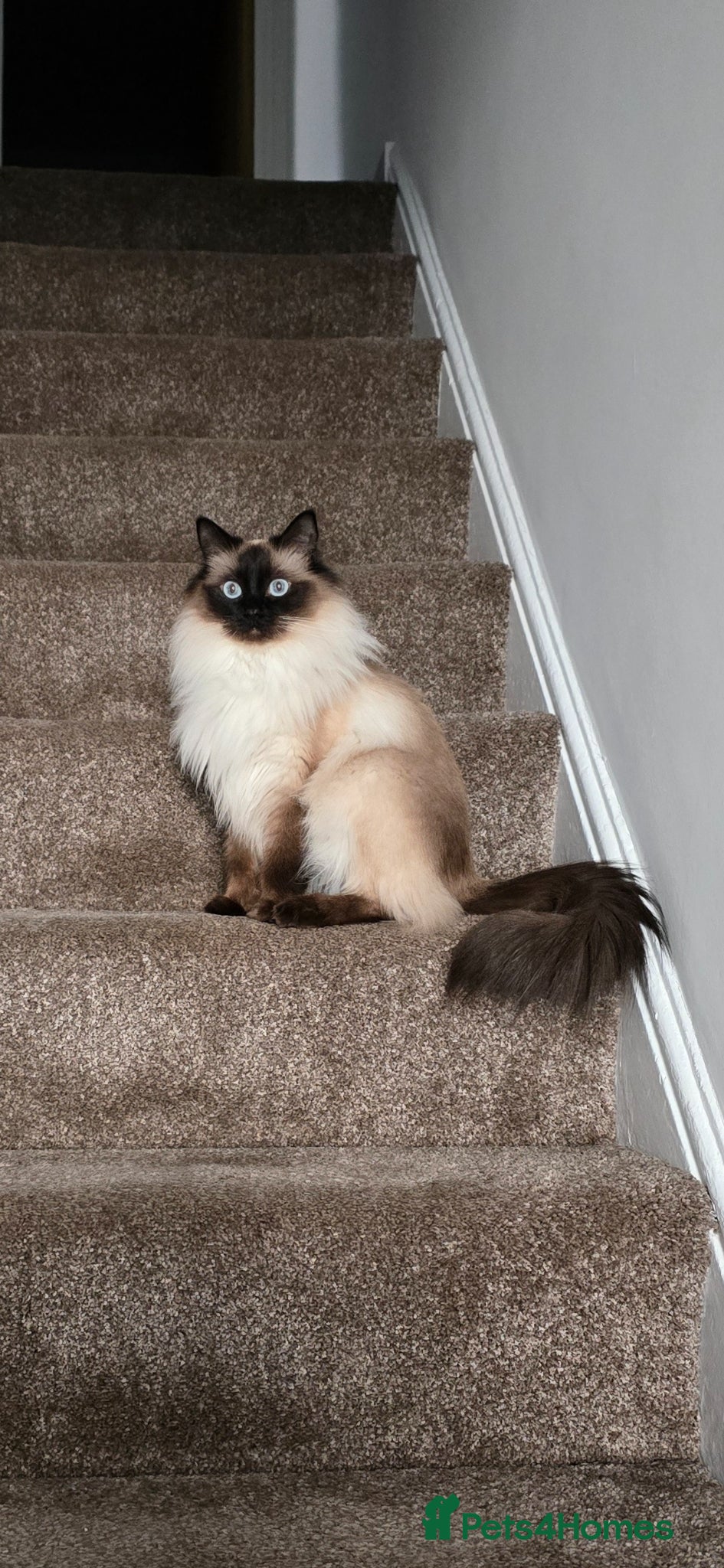 Ragdoll cats for sale: Beautiful Ragdoll kittens  in Port Talbot - Advert 1