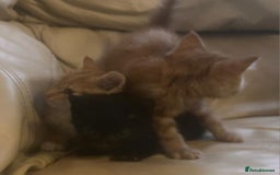 British Shorthair cats for sale: Georgous litter of British short-hair kittens - Image 7