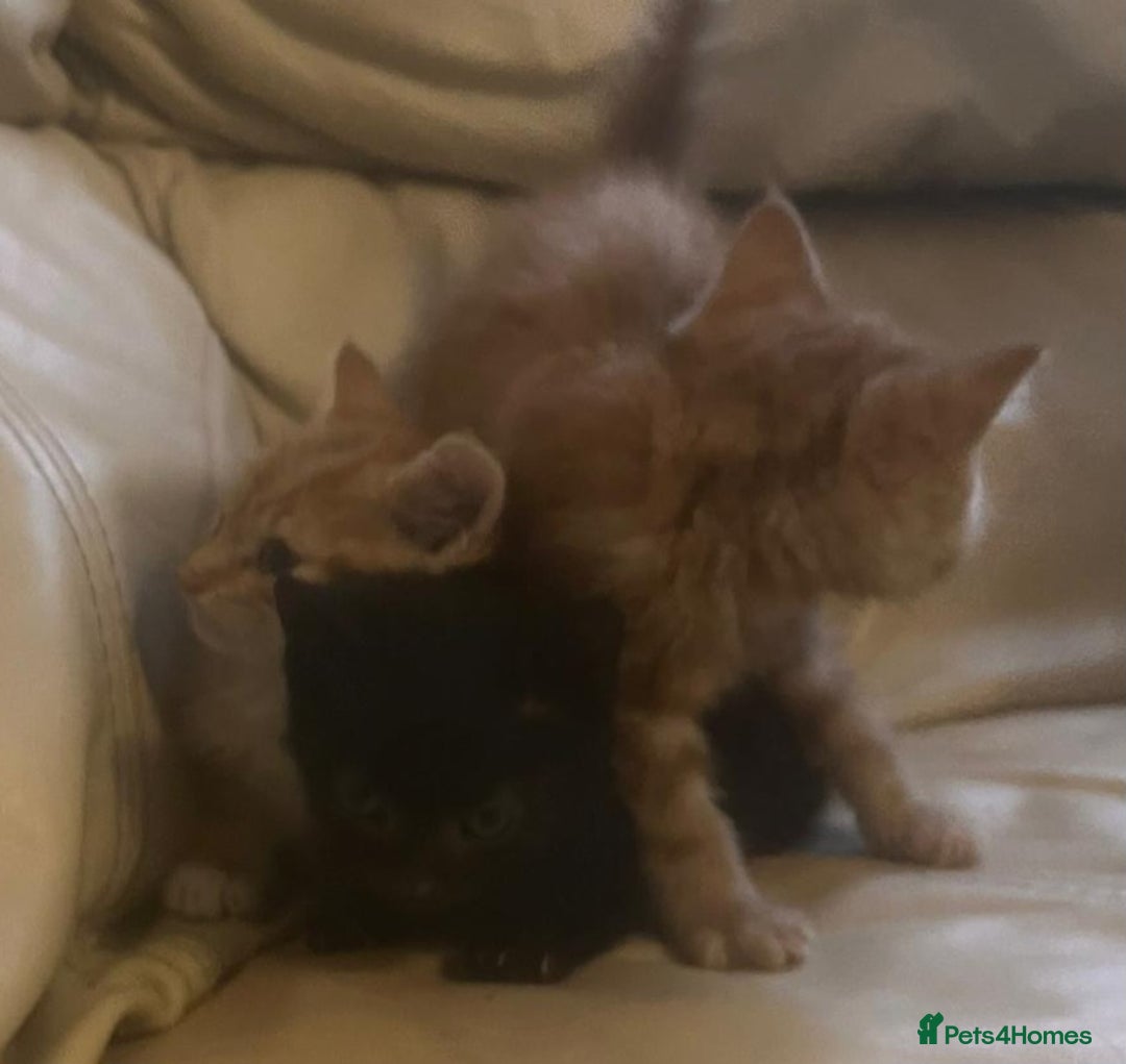 British Shorthair cats for sale: Georgous litter of British short-hair kittens - Image 7