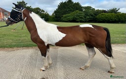 Hanoverian horses for sale: Skewbald filly  - Image 4