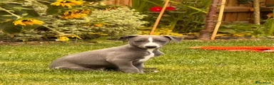 Whippet 2