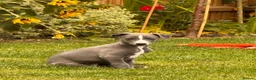 Whippet dogs for sale: KC Registered Whippets  in Huntingdon - Advert 7