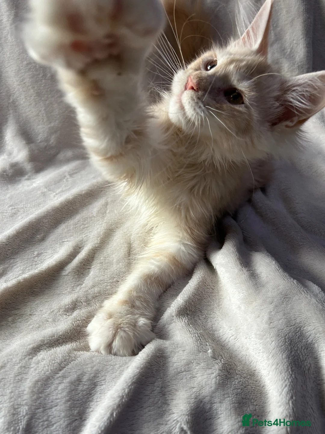Maine Coon cats for sale: Maine coon Kitten redy now  - Advert 2