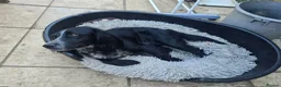 Cocker Spaniel dogs for sale: Beautiful Bow  - Advert 7