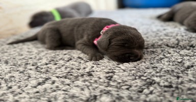 Labrador Retriever dogs - Advert 14
