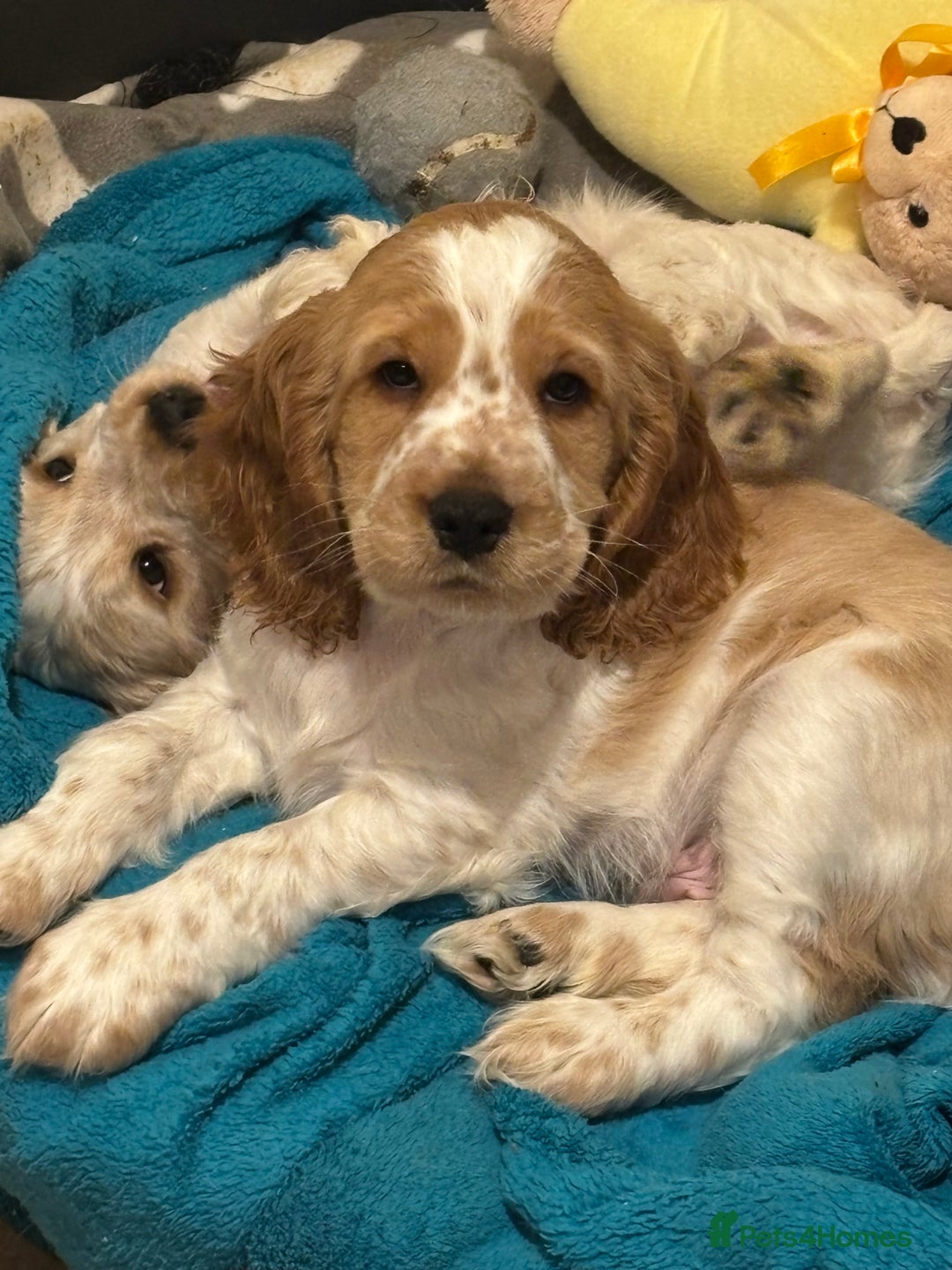 Cocker Spaniel dogs for sale: Show type cocker spaniel puppies - Image 11