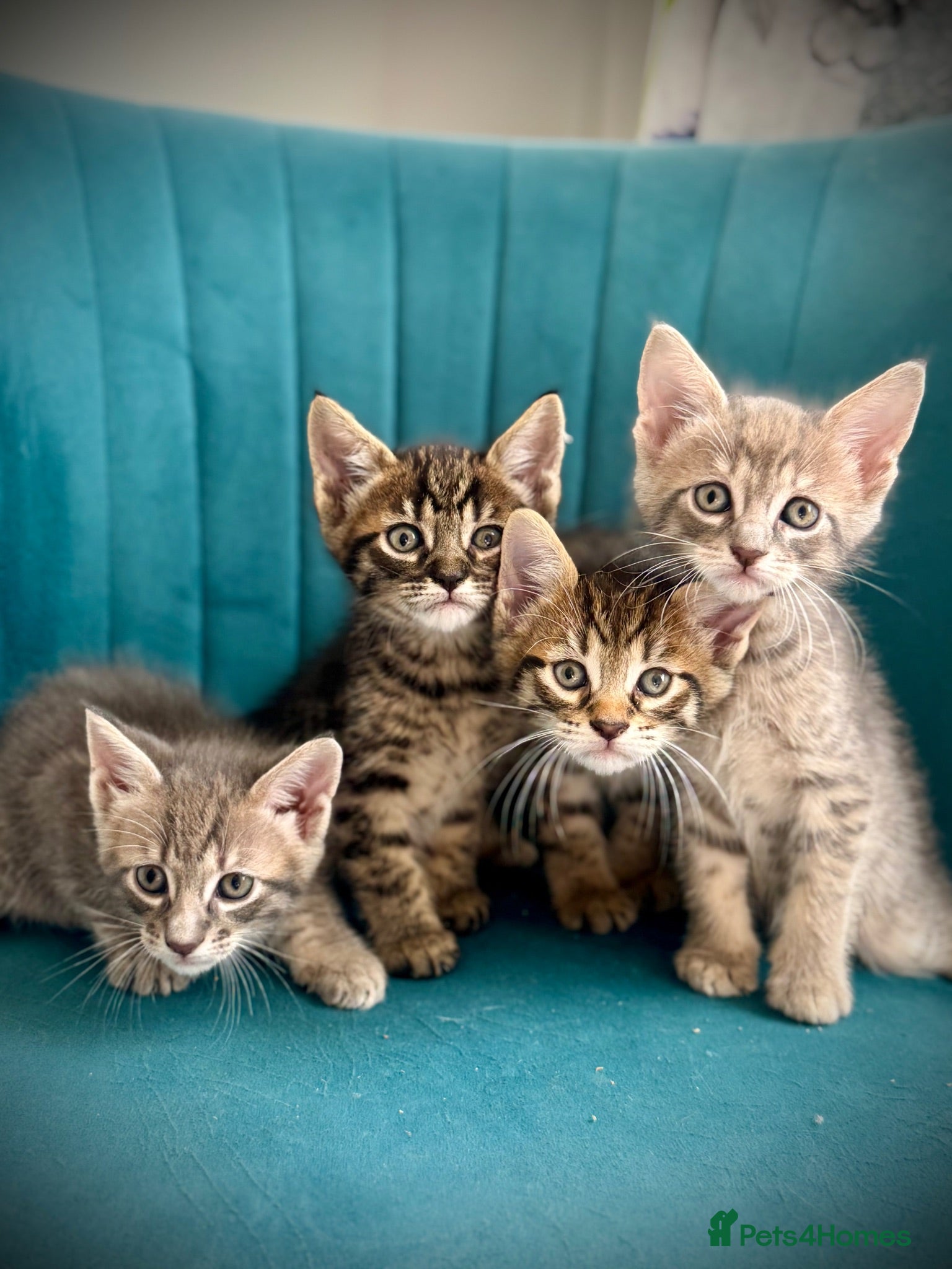 Ragcoon cats *Ready now* Maine Coon X kittens - Advert 1