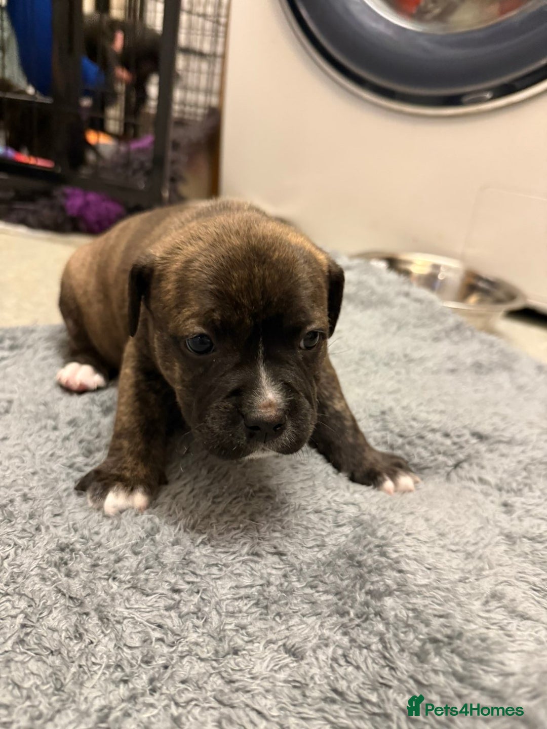 Staffordshire Bull Terrier dogs for sale: Champion Bloodline Staffy pups - Advert 2