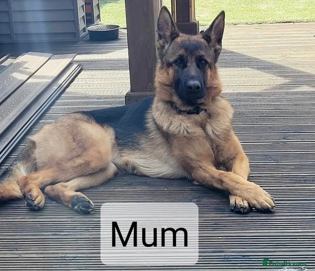 German Shepherd dogs for sale: 4 generation German shepard (shorthair) - Advert 2