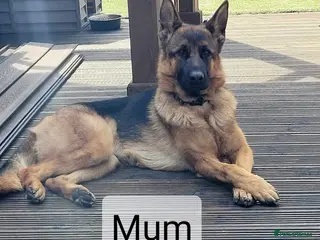 German Shepherd dogs 4 generation German shepard - Advert 12