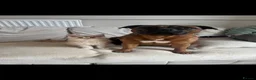 Staffordshire Bull Terrier dogs for sale: Red KC Reg Staffordshire Bull Terrier Due October - Advert 6