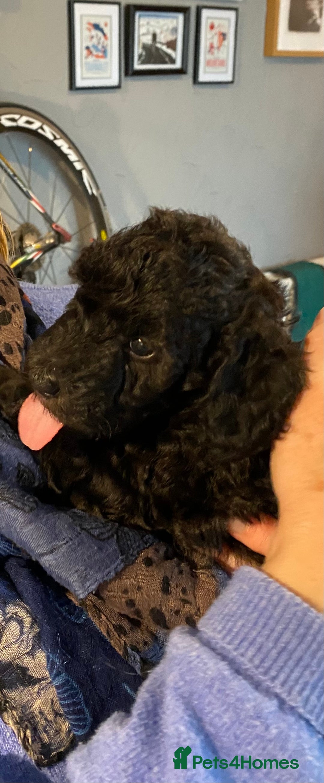 Mixed Breed dogs for sale: BEDLINGTON X COCKERPOO 4 GORGEOUS GIRLS!! - Advert 9