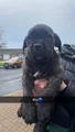 Cane Corso Puppy 1