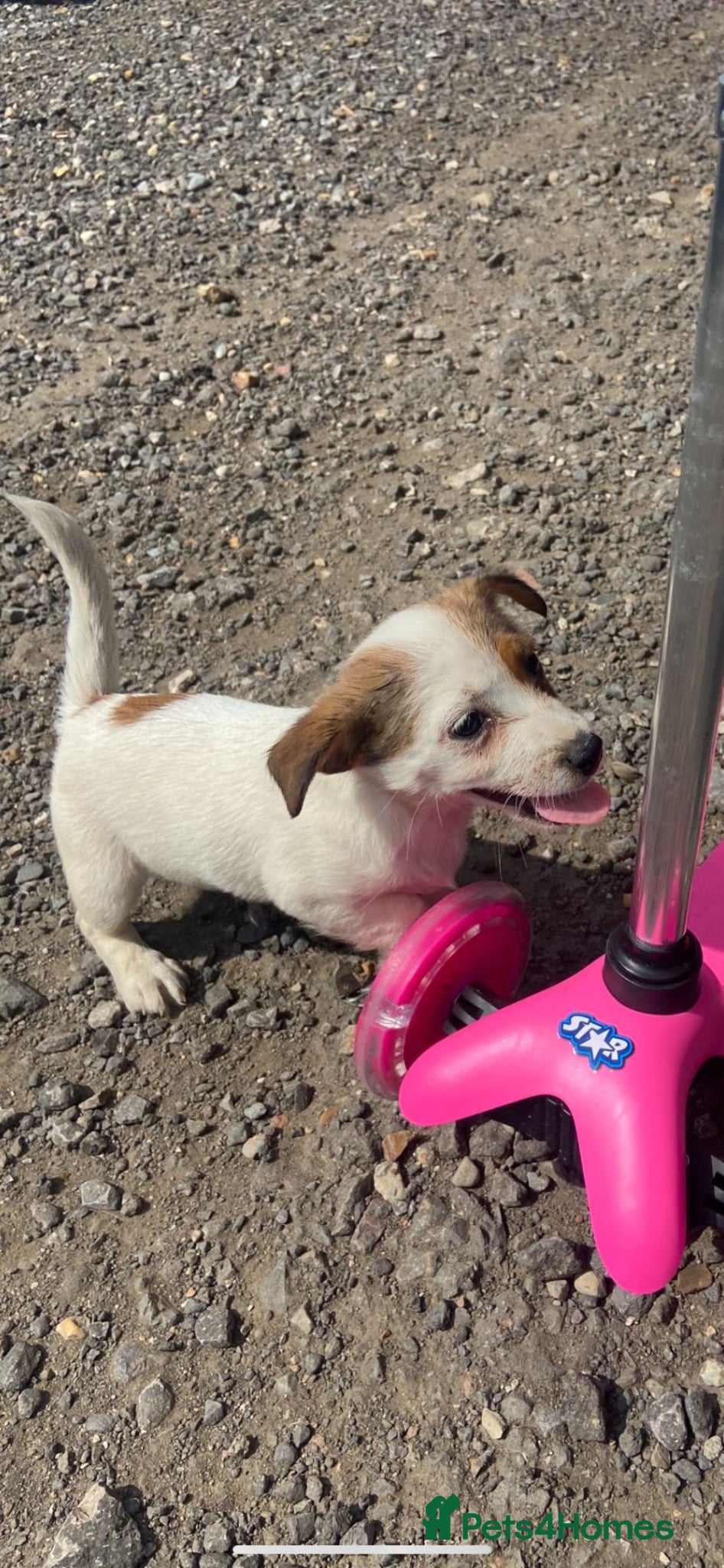 Jack Russell dogs Jack Russell puppies for sale  - Advert 1