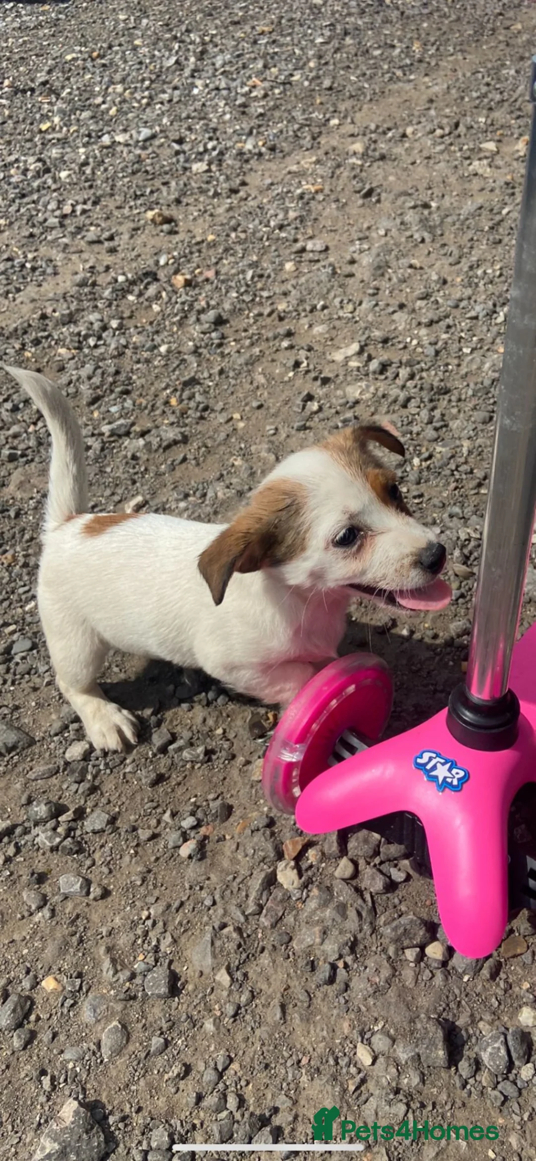 Jack Russell dogs for sale: Jack Russell puppies for sale  - Advert 1