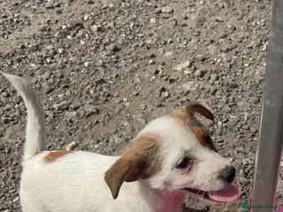 Jack Russell dogs for sale: Jack Russell puppies for sale - Advert 2