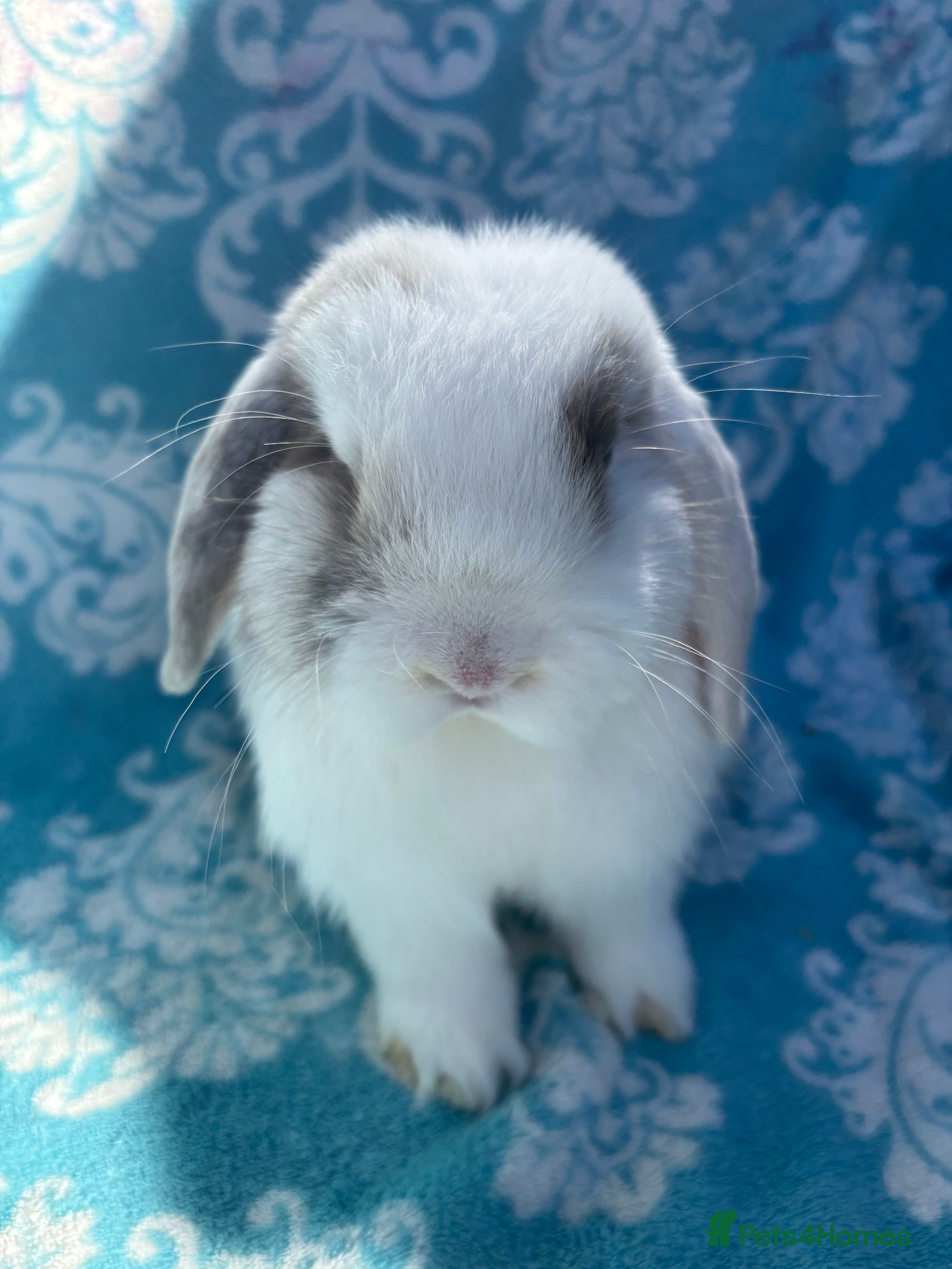 Mini Lop rabbits Pure bred mini lop babies - Advert 20