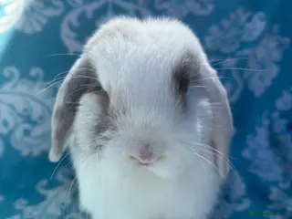 Mini Lop rabbits Pure bred mini lop babies - Advert 20