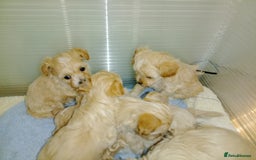 Maltipoo dogs for sale: Maltipoo  - Image 11