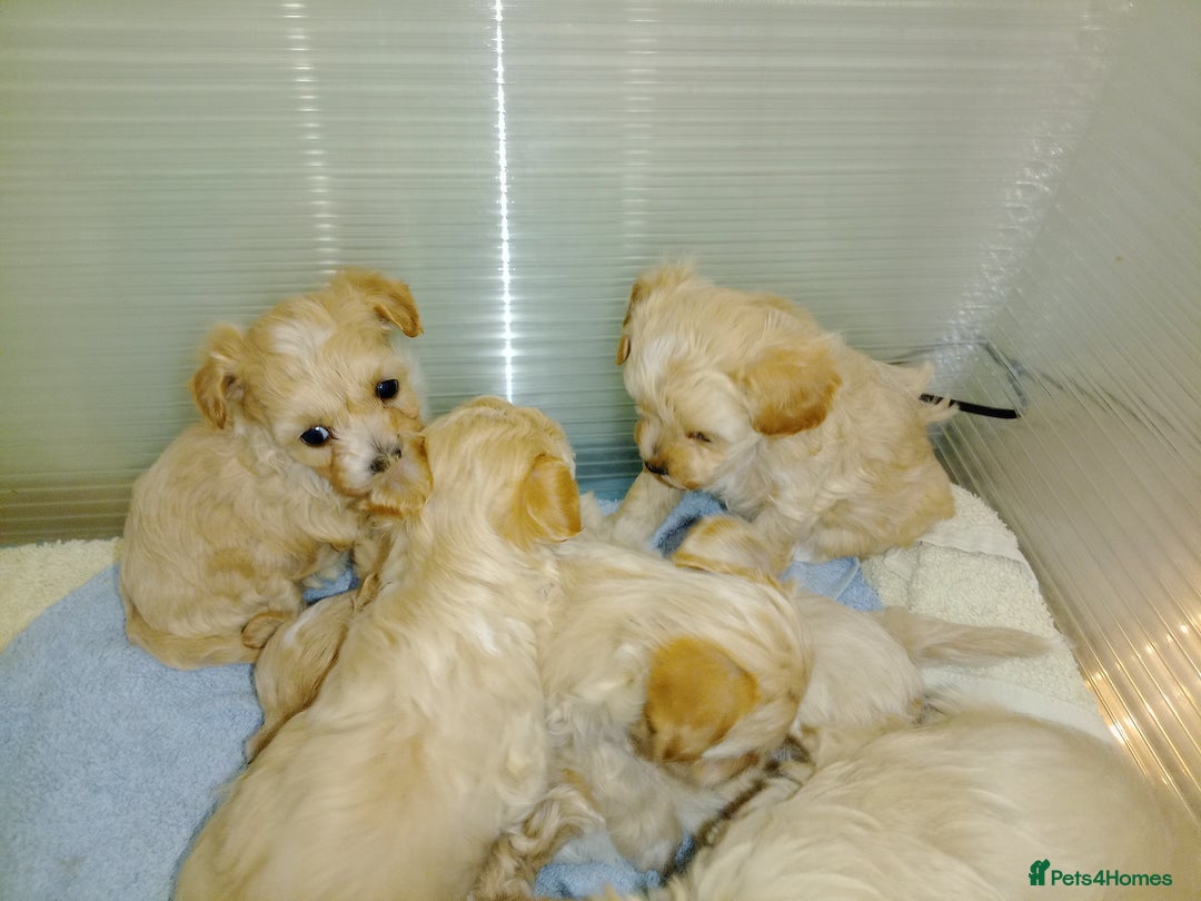 Maltipoo dogs for sale: Maltipoo  - Image 11