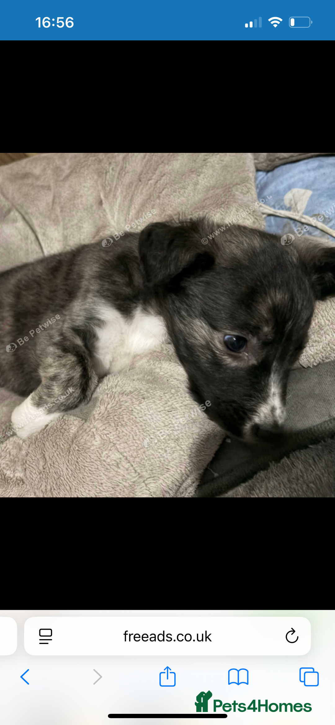 Saluki dogs for sale: Saluki - Advert 7