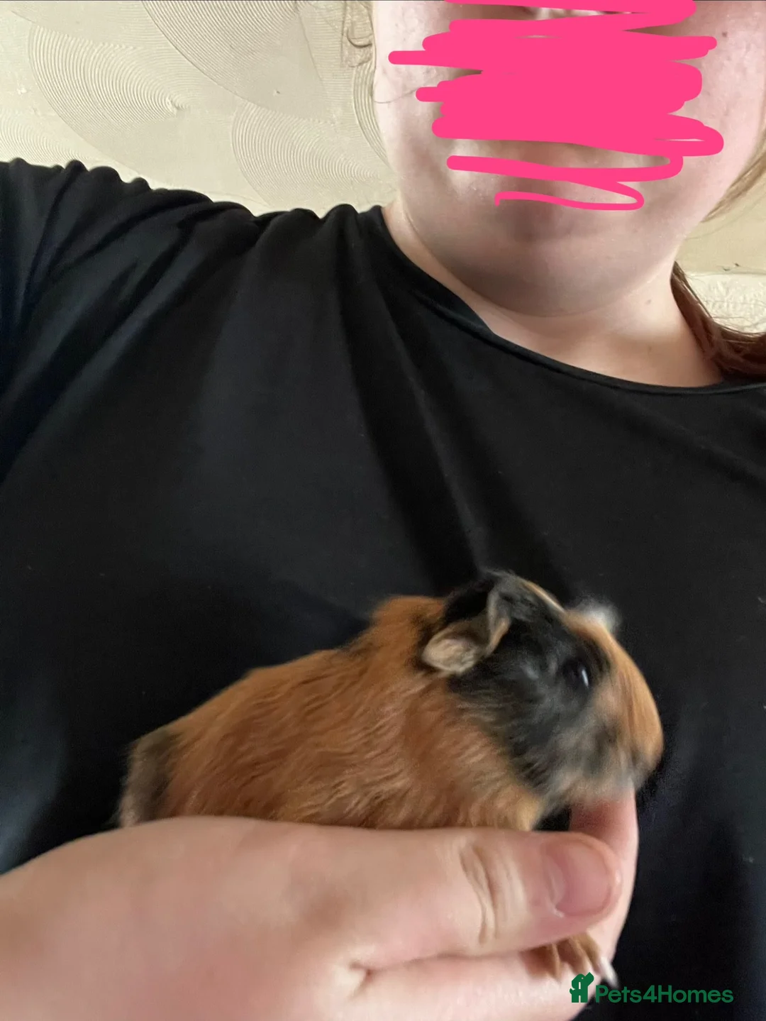 Guinea Pig rodents for sale: Baby Guinea Pigs - Advert 10