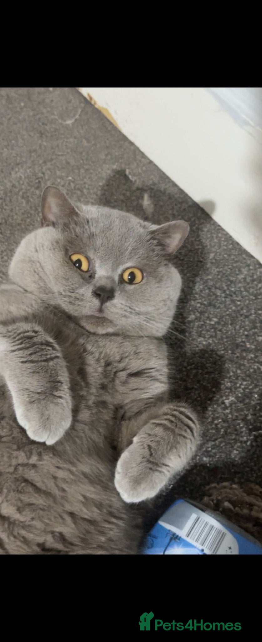 British Shorthair cats Lilac britishshort  ready now - Advert 11