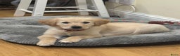 Golden Retriever dogs for sale: Beautiful Male Golden Retriever Puppy for Sale - Advert 2