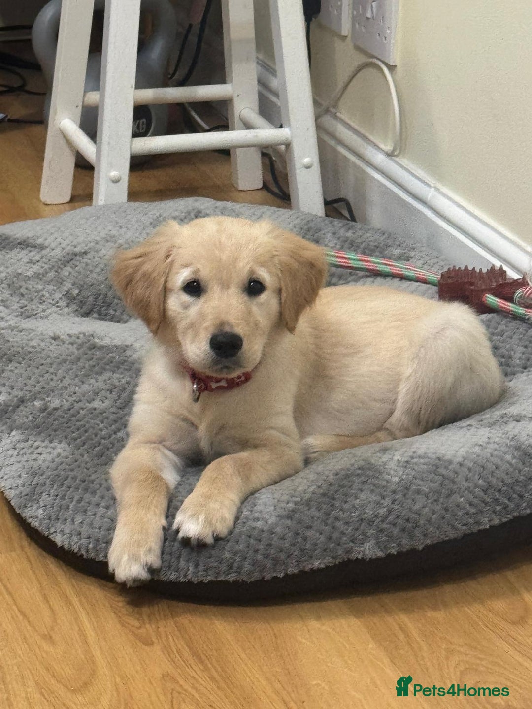 Golden Retriever dogs for sale: Beautiful Male Golden Retriever Puppy for Sale - Advert 2
