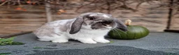 Dwarf Lop rabbits for sale: Dwarf lop/big mini lop rabbit boy - Advert 2
