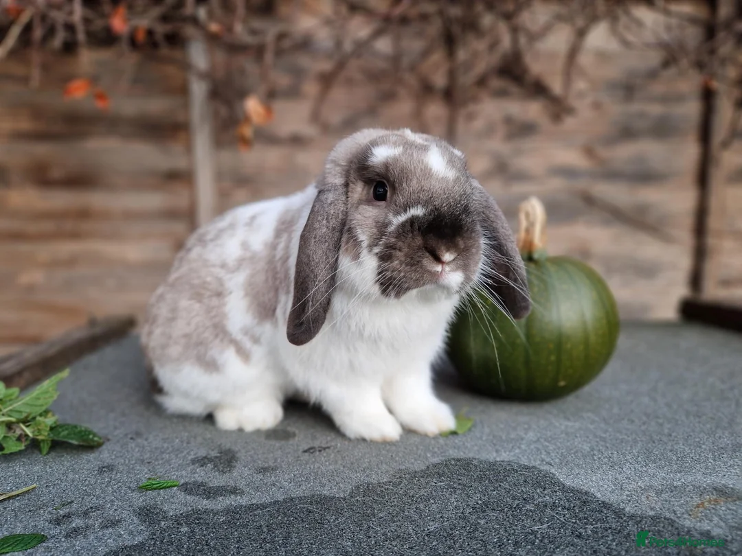 Dwarf Lop rabbits for sale: Dwarf lop/big mini lop rabbit boy - Advert 2