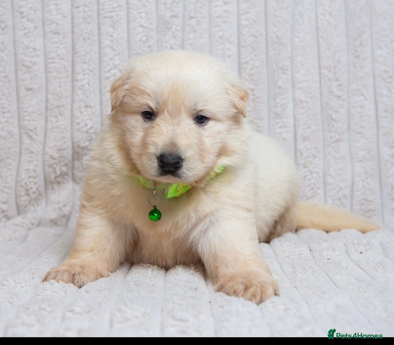 German Shepherd dogs EXCEPTIONAL WHITE GERMAN SHEPHERD PUPPIES FOR SALE - Advert 1