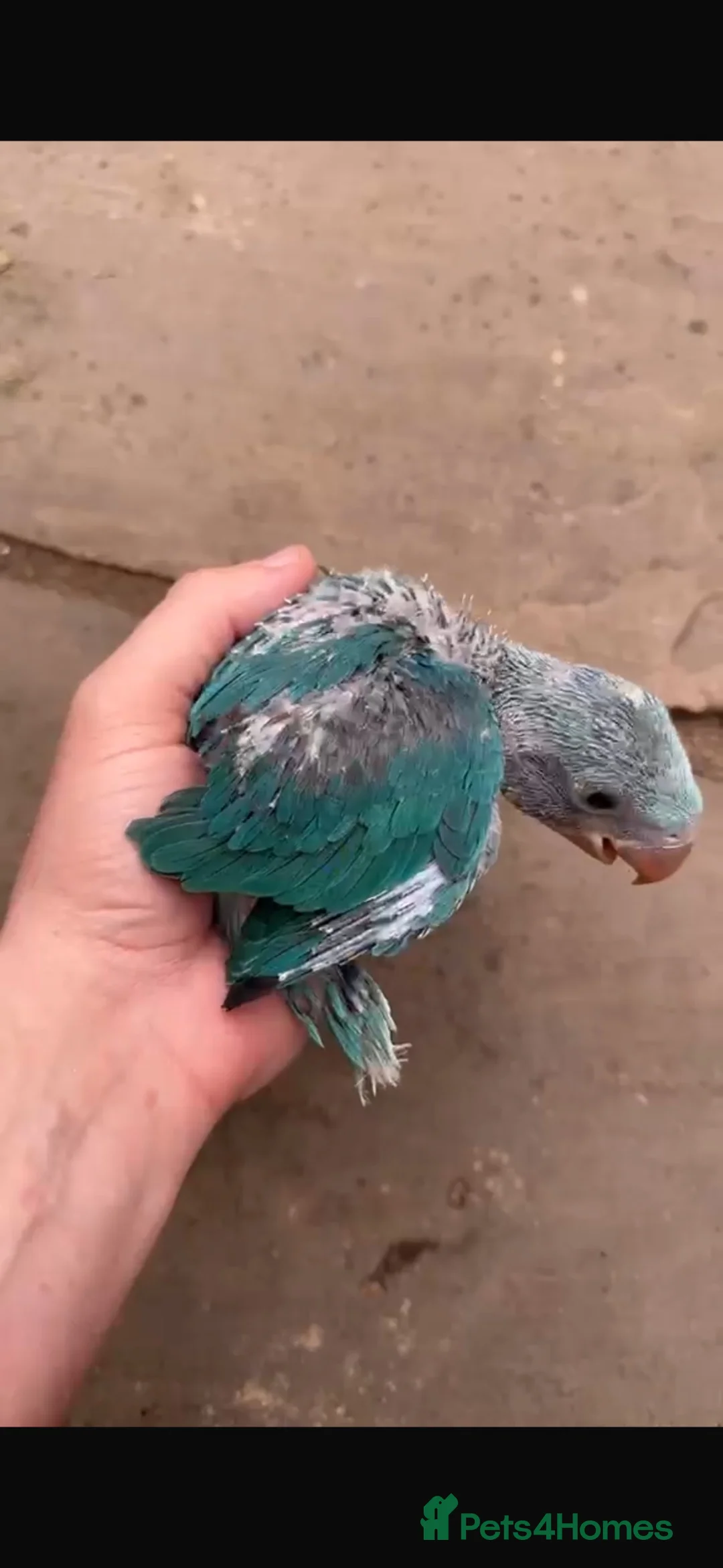 Parrots birds for sale: blue alexandrines  in Dudley - Advert 6