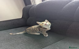 Manx cats for sale: Manx/Calico kittens for sale  - Image 3