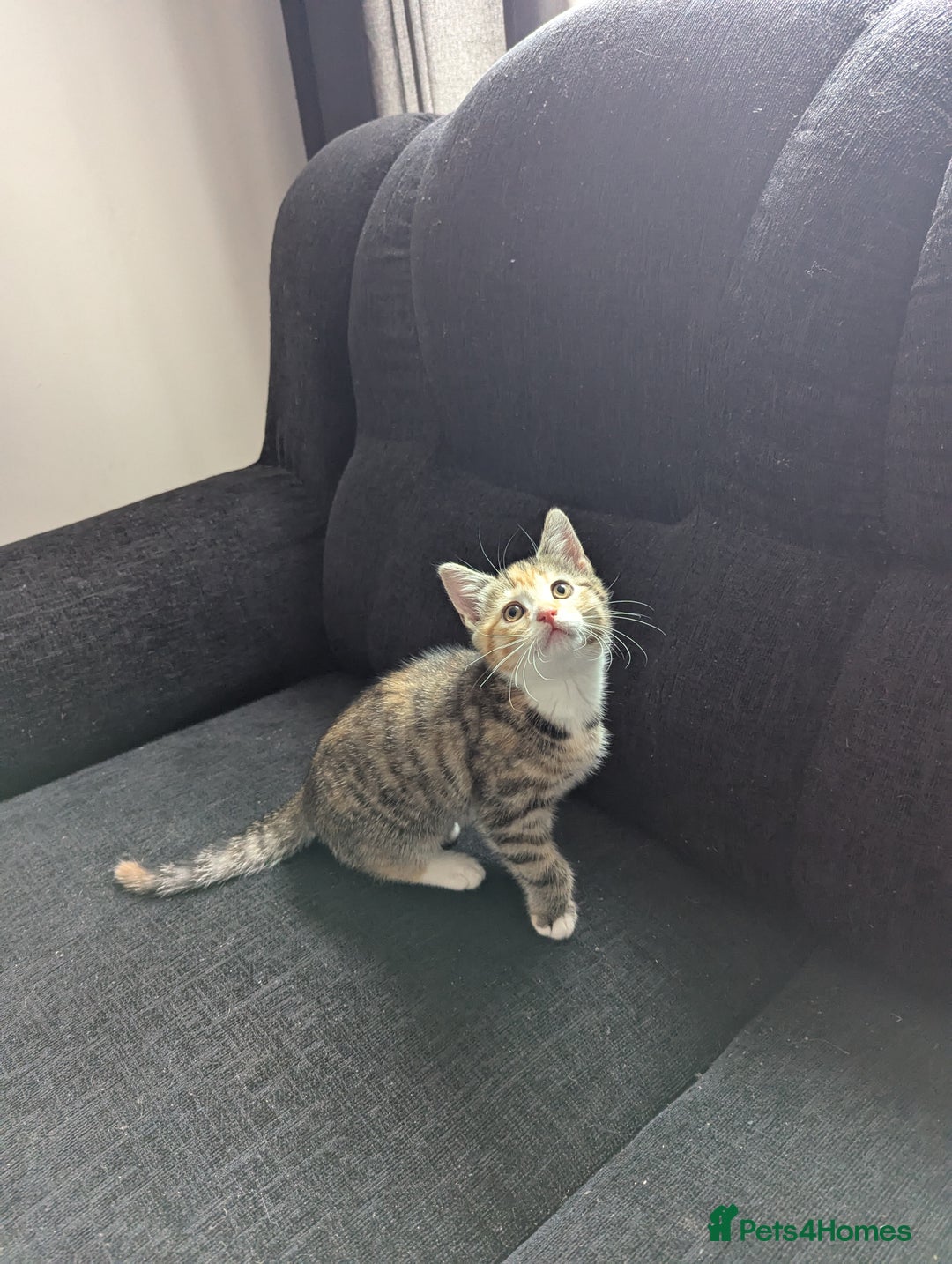 Manx cats for sale: Manx/Calico kittens for sale  - Image 3