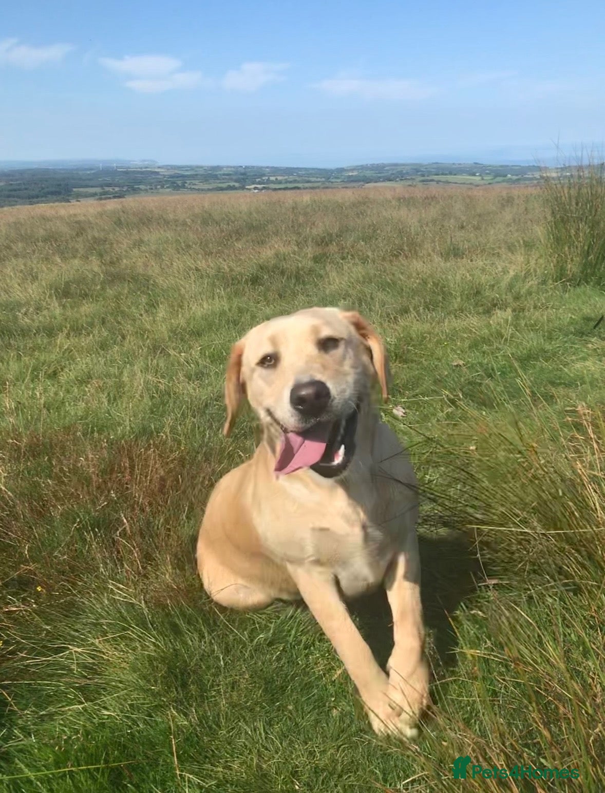 Labrador Retriever dogs Chunky Labrador Puppies - Advert 2