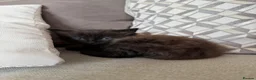 Domestic Shorthair cats for sale: Male Kittens Ready In TWO WEEKS - Advert 7