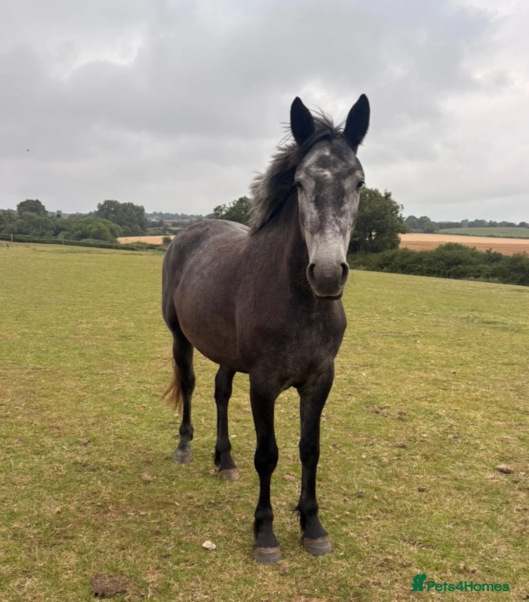 Connemara horses for sale: Beautiful 3 Year Old Connemara X ISH Mare in Saltburn-by-the-Sea - Advert 2