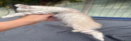 Keetso cats for sale: Awesome litter of polydactyl snow leopard Keetsos  - Advert 14