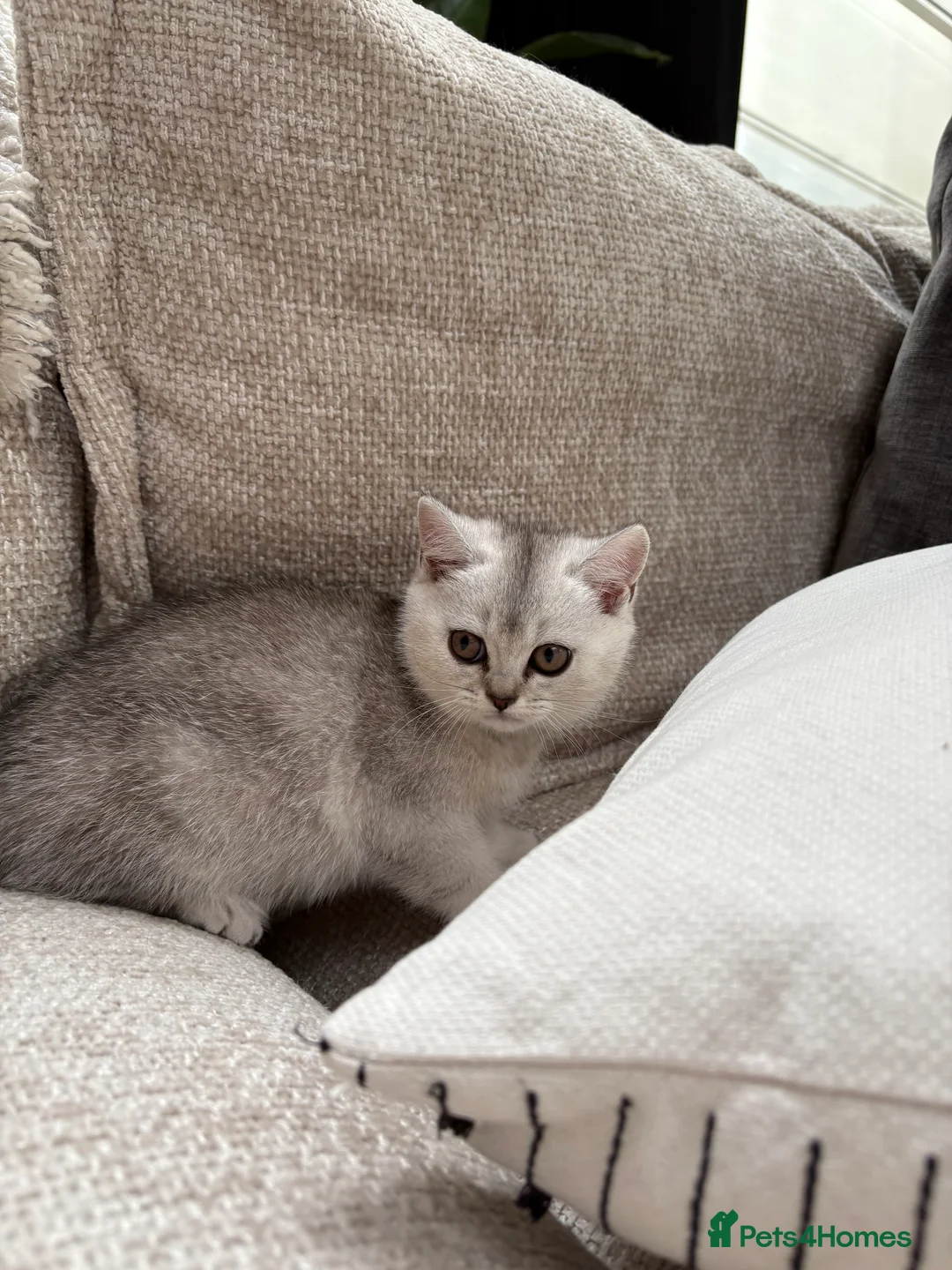 British Shorthair cats for sale: 4 british shorthair kittens in Ruislip - Advert 2