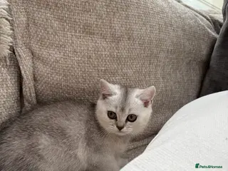 British Shorthair cats 4 british shorthair kittens - Advert 2