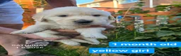 Golden Retriever dogs for sale: Gorgeous Golden Retriever Puppies KC Reg  - Advert 12