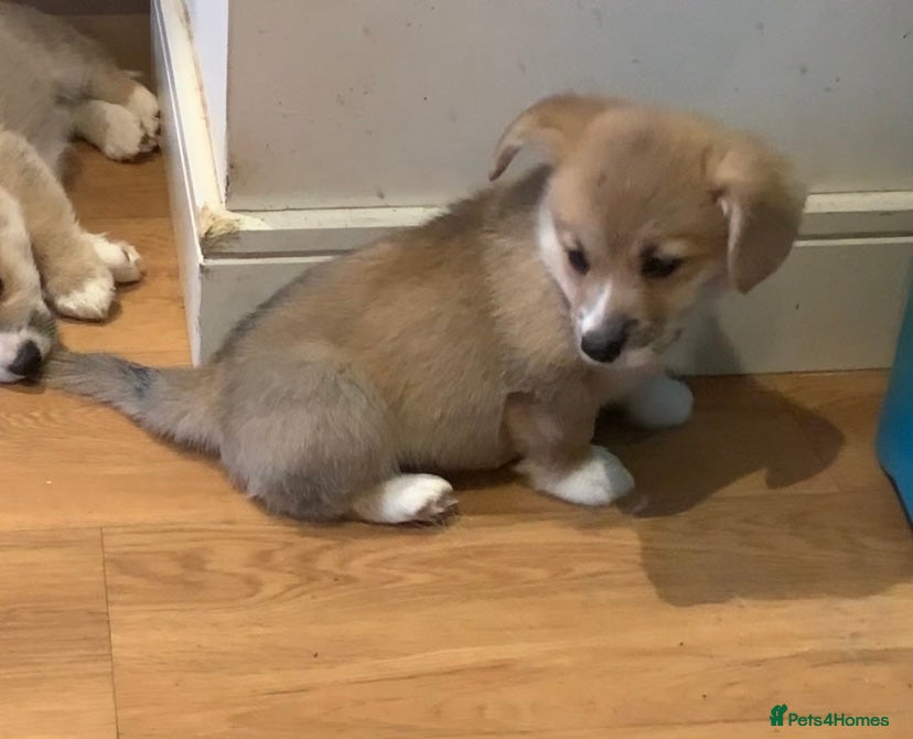 Welsh Corgi Pembroke dogs CORGI PUPPIES , PEMBROKESHIRE BOYS ONLY  - Advert 1