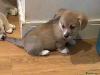 Welsh Corgi Pembroke dogs CORGI PUPPIES , PEMBROKESHIRE BOYS ONLY - Advert 1