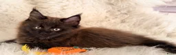 Maine Coon cats for sale: TICA registered pure breed Maine coon kittens - Advert 9