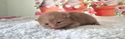 British Shorthair cats for sale: ** Beautiful TICA Registered kittens ** - Advert 9