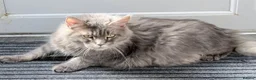 Maine Coon cats for sale: Stunning Maine coon kitten  - Advert 10