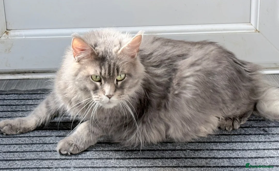 Maine Coon cats for sale: Stunning Maine coon kitten  - Advert 10