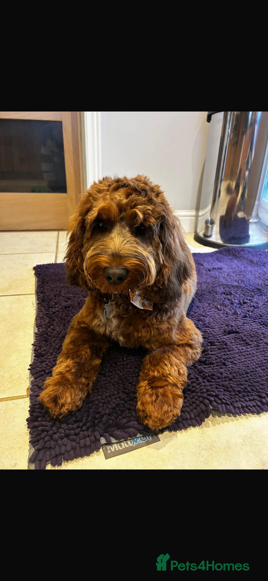 Cockapoo dogs for sale: WAITING LIST NOW OPEN FOR COCKERPOOS - Advert 7